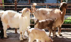 Antalya'da ücretsiz parazit uygulaması üreticinin yüzünü güldürdü