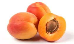 Bitkisel ürünlerde en yüksek yeterlilik kayısı ve zerdalide