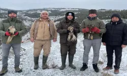 Eskişehir'de tedavi edilen yırtıcı kuşlar doğaya salındı