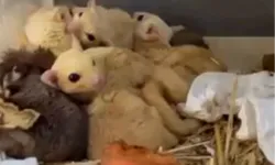 Isparta'da yasa dışı 35 hayvana el konuldu