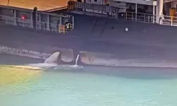 Mersin Limanı'nda denizi kirleten gemiye 13,1 milyon TL ceza