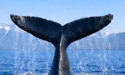 Türkiye, Uluslararası Balinacılık Komisyonu'nda