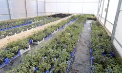 Antalya'da keçiboynuzu üreticisine fidan desteği