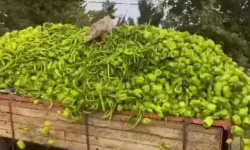 Bursa'daki 'biber' görüntülerine bakanlıktan yalanlama