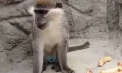 Denizli'de fırtınadan kaçan maymun yeniden korumaya alındı