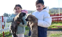 Doğa ve patili dostlar İzmir'de şifa dağıtıyor