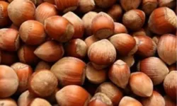 Fındık üreticisi zor durumda!