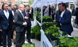 Kestel'de çiftçiye Ahududu desteği