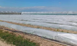 Mersin'de 'marul tarlada kaldı' iddiasına yalanlama