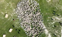 TİGEM'de 'kavuşma' sevinci... Koyun ve kuzular buluştu