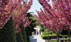Bu manzara için Japonya'ya gitmenize gerek yok! Konya'da Sakura mevsimi başladı