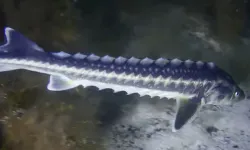 Karadeniz'in kadim türü 'Mersin Balığı'na koruma hamlesi