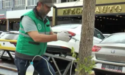 Kayseri Kocasinan'da ağaçlara sıkı koruma