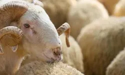 Kurban alırken nelere dikkat edilmeli?
