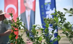 İpsala'da 150 bin yaban mersini dikilecek