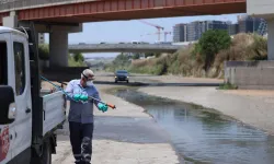 İstanbul Bakırköy'de vektörle mücadele yoğunlaştı