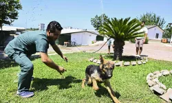 Antalya Muratpaşa'dan patili dostlara serin dokunuş