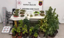 İnegöl'de kenevir ve yüklü miktarda esrar ele geçirildi
