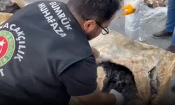 Hamzabeyli'nde yaban hayvanı kaçakçılığına darbe! 2 vaşak ve 2 serval kurtarıldı