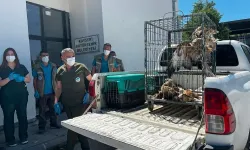 Kayseri Büyükşehir 35 yaban kuşunu doğaya kazandırdı