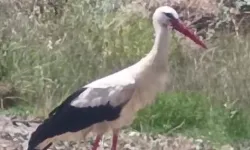 Keşan'ın da 'Yaren'i olabilir!