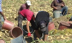 İnegöl'de Patates Hasadı Başladı! Bu yıl fiyatlar yüksek