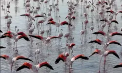 Tuz Gölü'nde flamingo sevinci