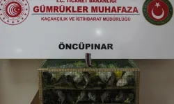 Gümrük Muhafaza'dan kaçakçılığa darbe! 2026'da 58 bin 519 canlı hayvan kurtarıldı
