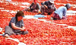 İzmir Büyükşehir'den Torbalı'da 'Kırmızı Altın' mesaisi