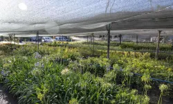 İzmir'in ilk lavanta parkı geliyor