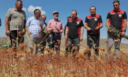 Kayseri Kocasinan karabuğdayın ilk hasadını yaptı