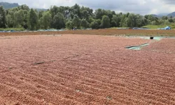 Ordu'da fındık hasadı ve katma değerli üretim