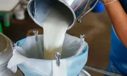 Süt ürünlerinde üretim arttı