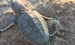Akyatan'da deniz kaplumbağaları için seferberlik