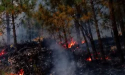 Bursa Keles'te sabah saatlerinde orman yangını!