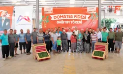 Mersin'de üreticiye domates fidesi desteği
