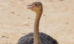 Xinhua Silk Road: Hunan-Afrika simbiyozu, karşılıklı çaba — Çin-Afrika ekonomik ve ticari işbirliği için Hunan modeli