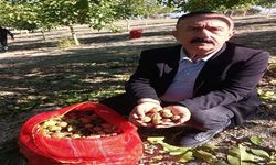 İnegöl'de ceviz hasadı başladı!
