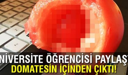 Domatesin içinden çilek çıktı! Sosyal medya karıştı