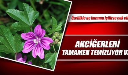 Akciğerleri tamamen temizliyor ve…