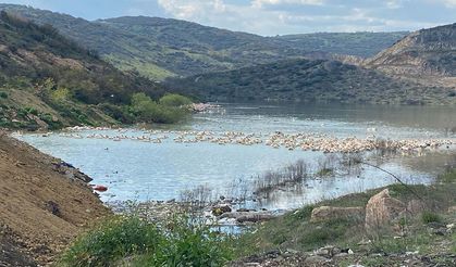 Pelikan sürüsü İnegöl Boğazköy Barajı'nda mola verdi