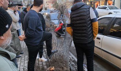 Lodos İnegöl'ü vurdu! Ağaçlar devrildi