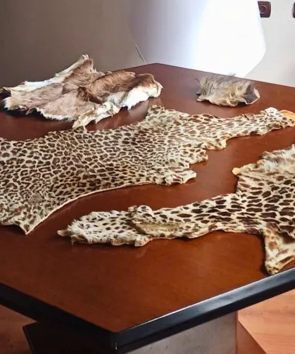 Çukurova Havalimanı'nda yasa dışı yaban hayvanı ürünleri ele geçirildi