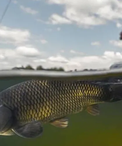 İç sularda sazangiller için av yasağı başladı