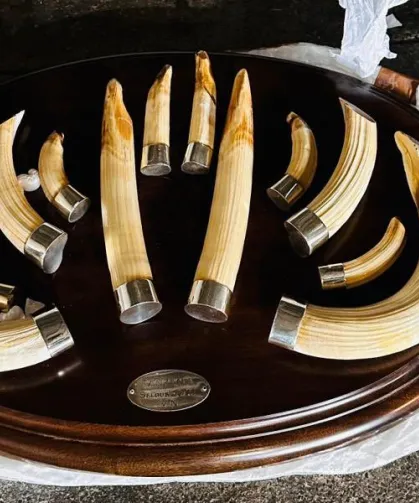 Trabzon'da yaban hayatı kaçakçılığı... 19 kargo ele geçirildi!