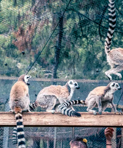 Lemur ailesinin yeni üyesi sevimli 'Zabumafu' oldu