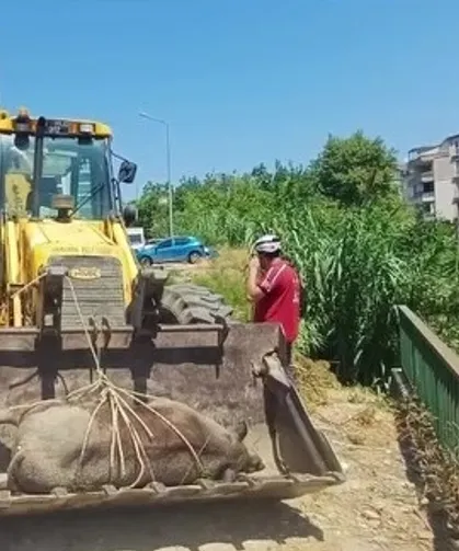 Mudanya Güzelyalı'da derede ölü yabani hayvan bulundu