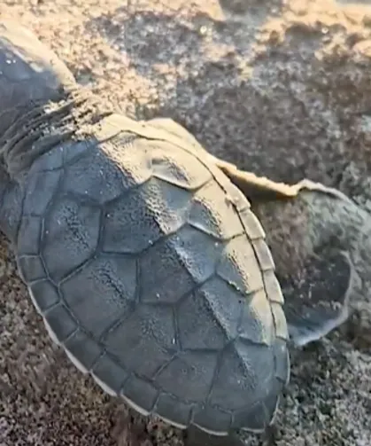 Akyatan'da deniz kaplumbağaları için seferberlik