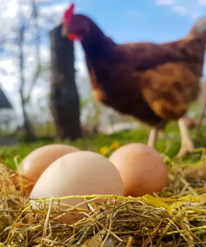 Kümes hayvancılığında üretim arttı! Tavuk yumurtası ve etinde yükseliş