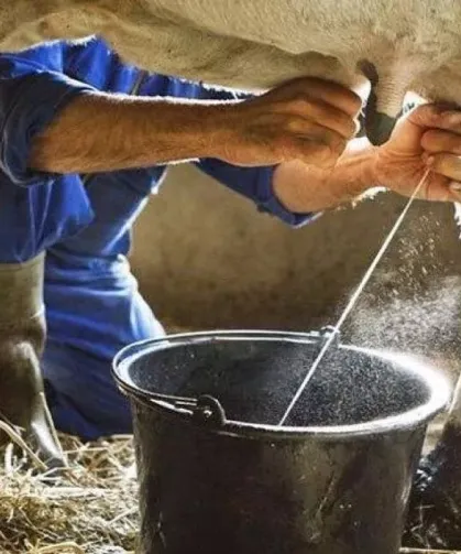 Ticari süt toplama arttı, içme sütü üretimi geriledi